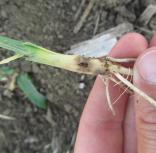 Scouting for pest in Iowa cover crops