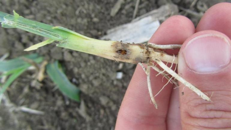 Scouting for pest in Iowa cover crops